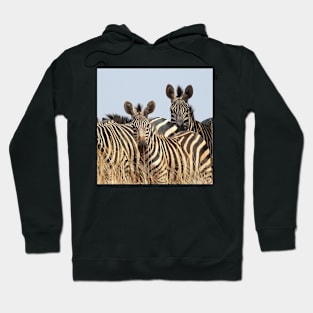 Plains Zebra Group, Akagera National Park, Rwanda. Hoodie